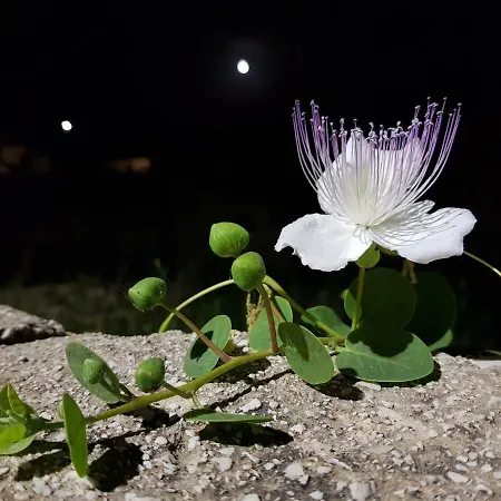 Casa Mirella 아파트 파뷔냐나도