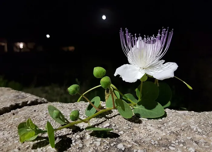 Casa Mirella Апартаменты Фавиньяна