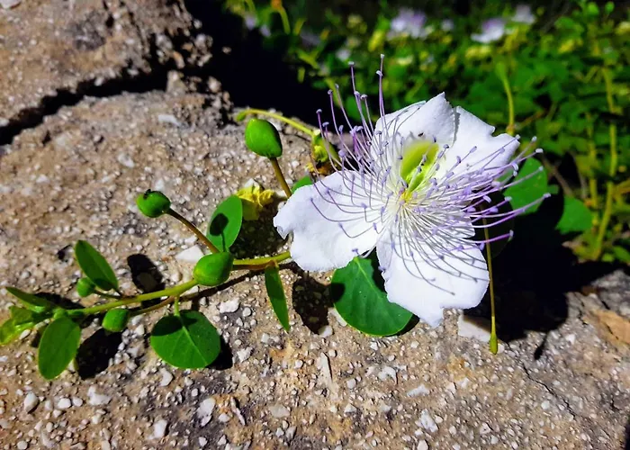 Casa Mirella Фавиньяна